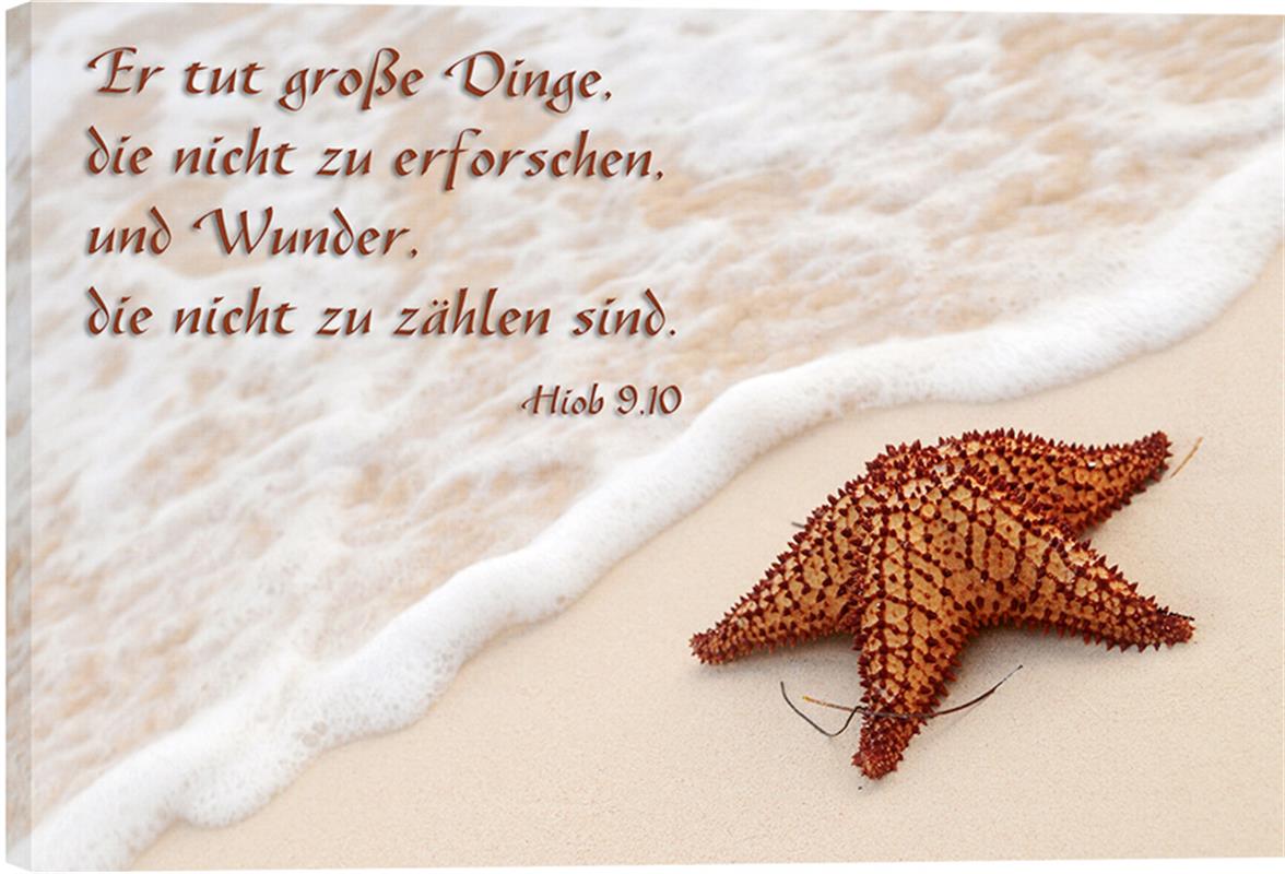 Bild "Seestern"