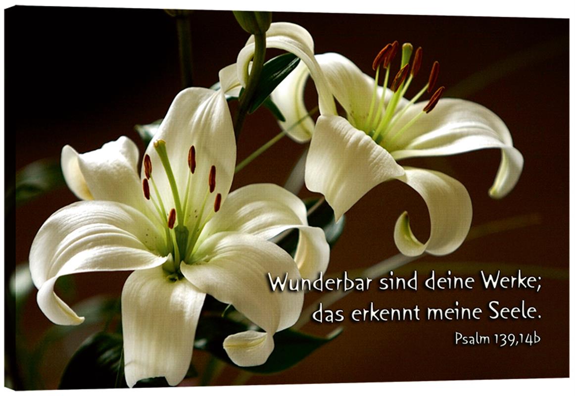 Bild "Lilien"