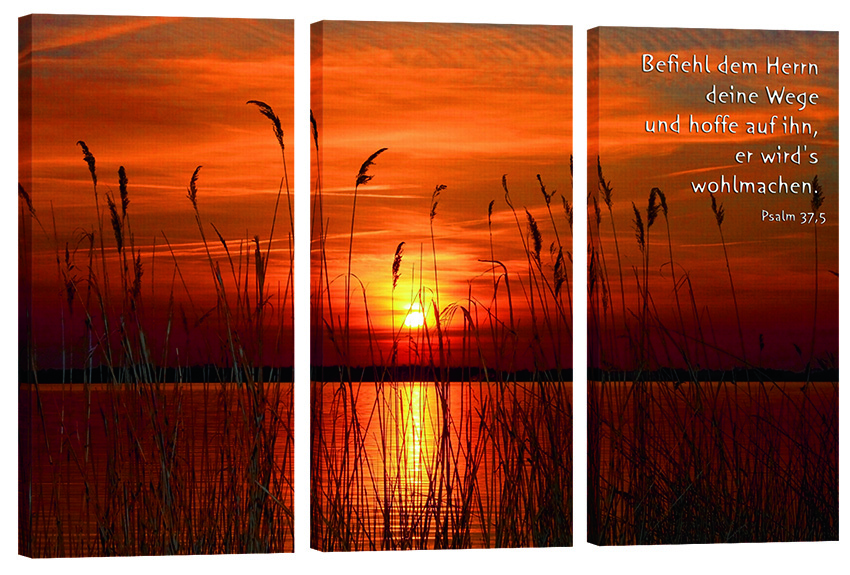 Bild "Schilf am See"