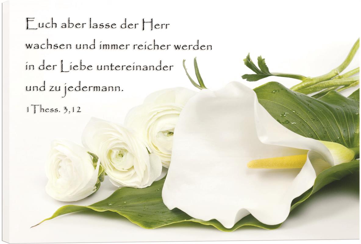 Bild "Weiße Calla und Rosen"