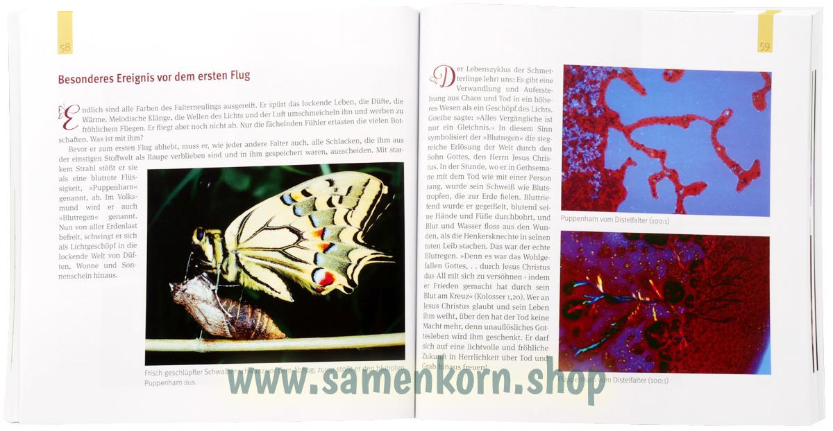 Juwelenschmuck im Reich der Schmetterlinge / Buch