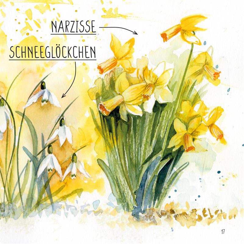 Die Narzisse / Heft 5