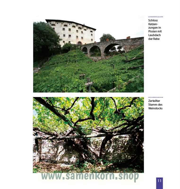 Faszination vom Weinstock, Trauben und Wein / Buch