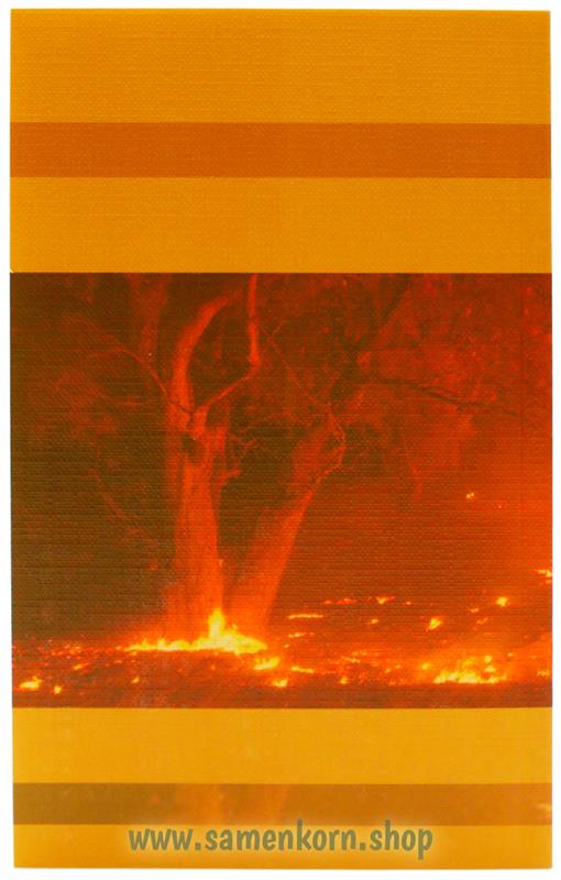 Der Waldbrand / Buch