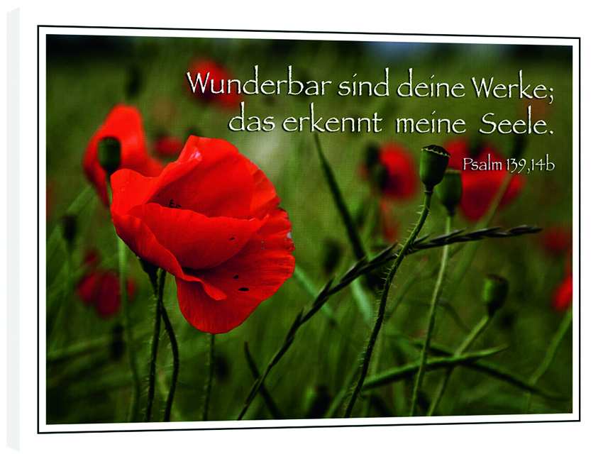 Bild "Mohn"