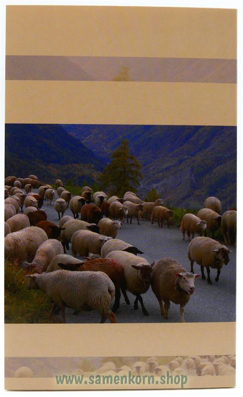 Alik, der kleine Hirtenjunge / Buch