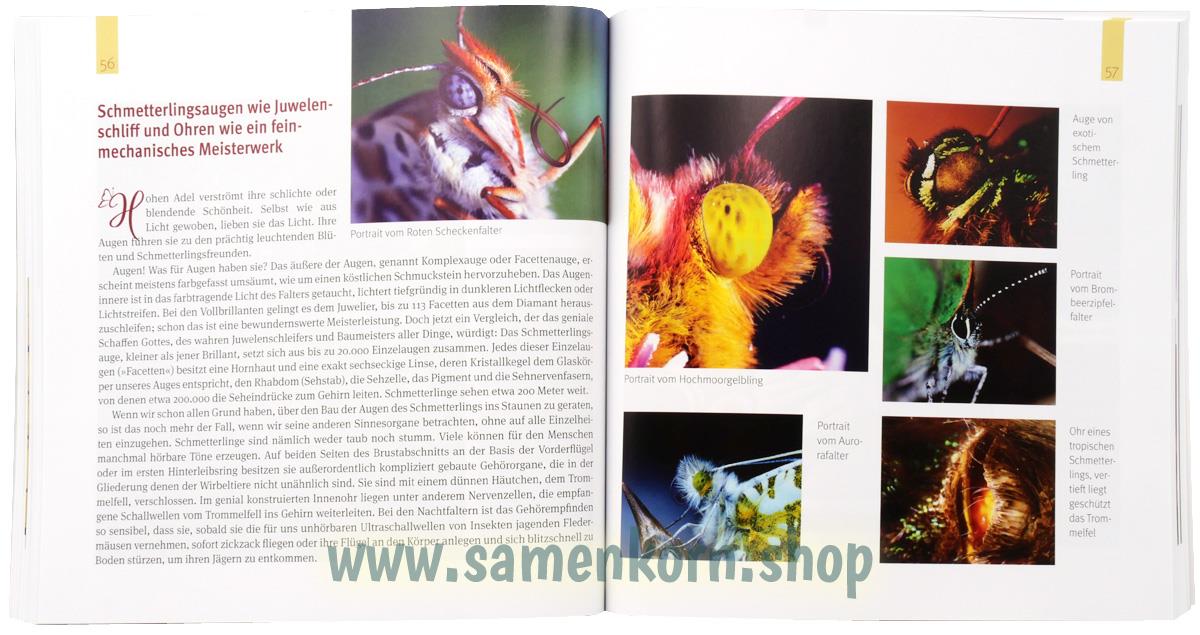 Juwelenschmuck im Reich der Schmetterlinge / Buch